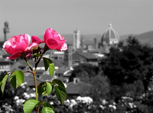 Firenze - Rosa