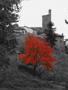 Albero dalle foglie rosse