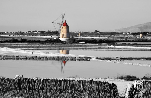 Marsala - Narciso Marsala - Narciso