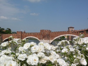 una rosa per la mia giulietta