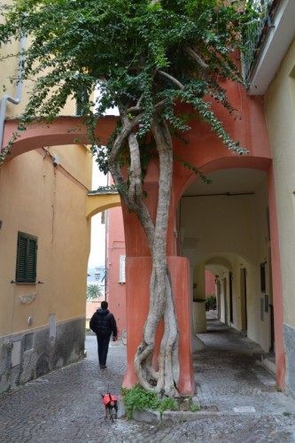 Cervo - Una passeggiata con il fedele amico a Cervo