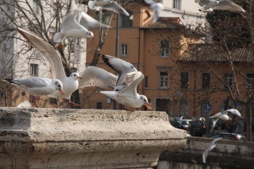 Roma - Volo di gruppo