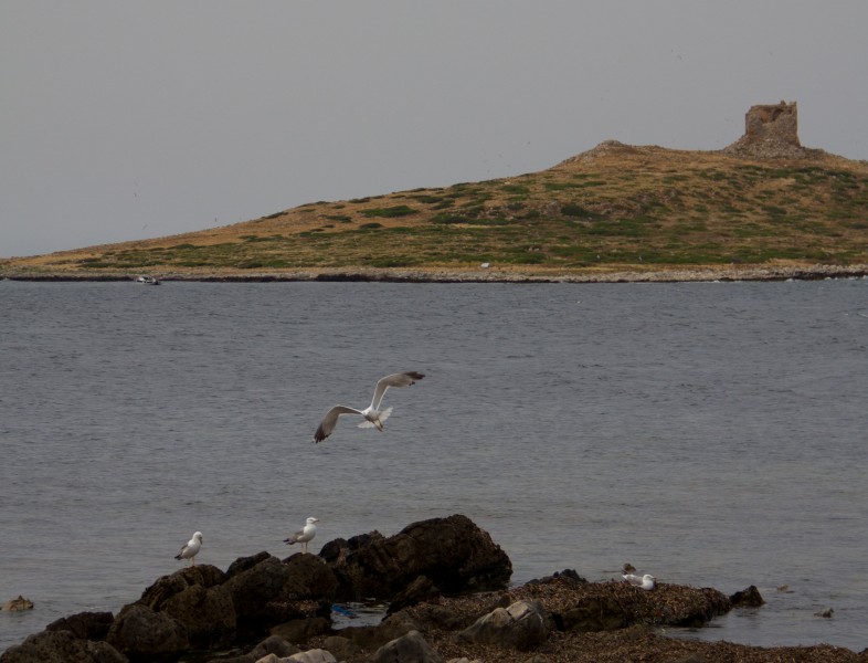 ''In volo tra cielo e mare'' - Isola delle Femmine