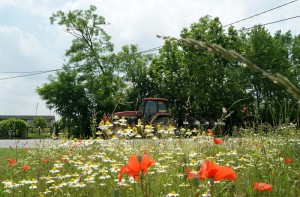 Lo sai che i papaveri …