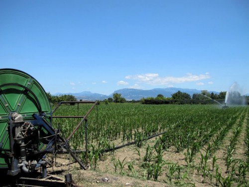 Eboli - Il mais ha bisogno di tanta acqua.  Qui vicino c'è il Sele, per fortuna.