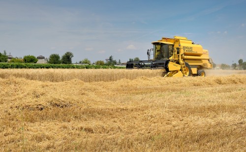 Poggio Rusco - Giallo su giallo Poggio Rusco - Giallo su giallo