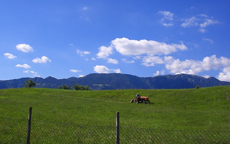 ''Son piccino ma tra il verde cammino.'' - San Zenone degli Ezzelini