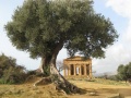 Agrigento - tempio della concordia con ulivo.jpg