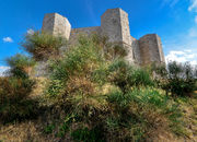 Andria - piante a Castel del Monte.jpg