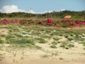 Anzio - vegetazione spontanea sulla spiaggia.jpg