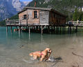 Braies - Lago di Braies 6.jpg