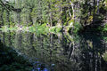 Braies - Lago di Braies e il suo bosco.jpg