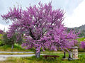 Calascio - Albero in fiore.jpg