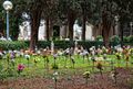 Capurso - Cimitero Monumentale - fiori sulle tombe.jpg