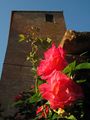 Certaldo - Torre medievale a Certaldo Alto - Torri e rose rosse.jpg