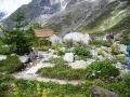 Courmayeur - Mont Frety - Il Pavillon - Giardino botanico alpino Saussurrea (3) - Particolare.jpg