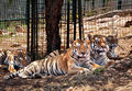 Fasano - Tigri allo zoosafari.jpg