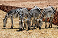 Fasano - Zebre allo Zoosafari.jpg