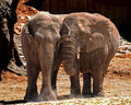 Fasano - due elefanti allo zoosafari.jpg