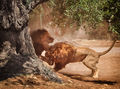 Fasano - leoni allo zoosafari.jpg