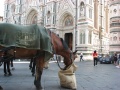 Firenze - Piazza del Duomo.jpg