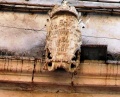Modugno - Chiesa della Vergine Maria del Carmine (XVIII sec.) - stemma.jpg