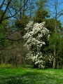 Padova - Orto botanico - albero fiorito.jpg