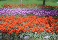 Pralormo - messer tulipano.jpg