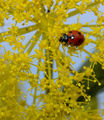 Ruvo di Puglia - Coccinella su Ferula Parco murgiano.jpg