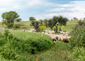 Ruvo di Puglia - Pecore nel parco murgiano.jpg