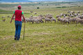 Ruvo di Puglia - Pecore nel parco murgiano 2.jpg
