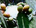 Tiggiano - Frutti di Fico d'India - Parco Costiero Regionale Naturale “Costa Otranto – Santa Maria di Leuca e Bosco di Tricase”.jpg
