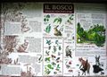 Vaie - Percorso archeologico-naturalistico - Il bosco.jpg