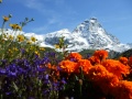 Valtournenche - Il Cervino con i fiori in centro a Cervinia.jpg