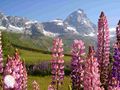 Valtournenche - Il Cervino con i fiori rosa.jpg