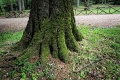 Vico del Gargano - Dettaglio Albero Foresta Umbra.jpg