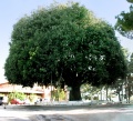 Vico del Gargano - Leccio - albero.jpg