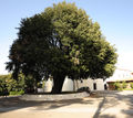 Vico del Gargano - Una quercia di 400 anni.jpg