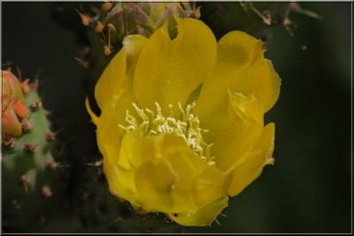 fiore di fico d'india.jpg