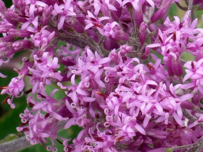 fiori rosa dolomiti.jpg