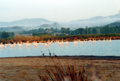 11 fenicotteri costa rei.jpg