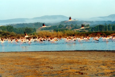 22 fenicotteri costa rei.jpg