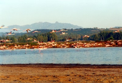 33 fenicotteri rosa.jpg