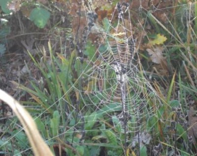 Ragni e castelli Dic 0909 014.jpg