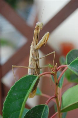 DSC_0338 (Medium).JPG