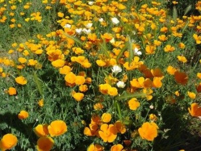 Firenze May 09 004.JPG