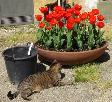 stibbert april 11 021.jpg