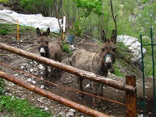 asini per stracotto.JPG