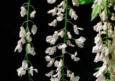 IMG_8962-3 (Small).jpg