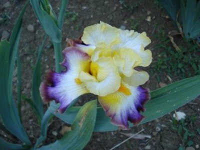 giardino iris May 11 036.jpg